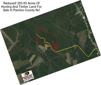 Reduced! 283.83 Acres Of Hunting And Timber Land For Sale In Pamlico County Nc!