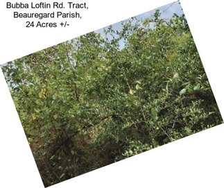 Bubba Loftin Rd. Tract, Beauregard Parish, 24 Acres +/-