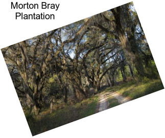 Morton Bray Plantation