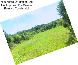 75.9 Acres Of Timber And Hunting Land For Sale In Pamlico County Nc!