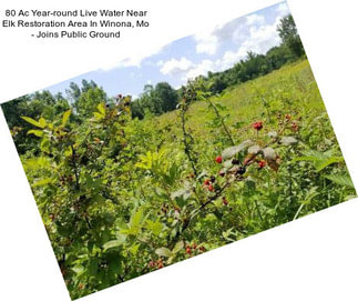 80 Ac Year-round Live Water Near Elk Restoration Area In Winona, Mo - Joins Public Ground
