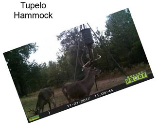 Tupelo Hammock