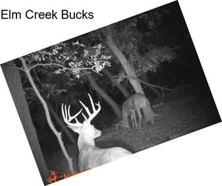 Elm Creek Bucks