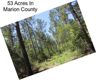 53 Acres In Marion County