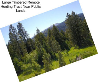 Large Timbered Remote Hunting Tract Near Public Lands