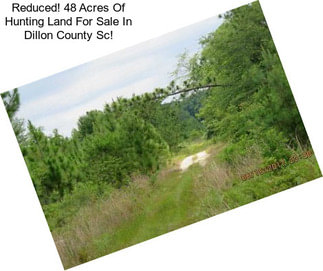 Reduced! 48 Acres Of Hunting Land For Sale In Dillon County Sc!