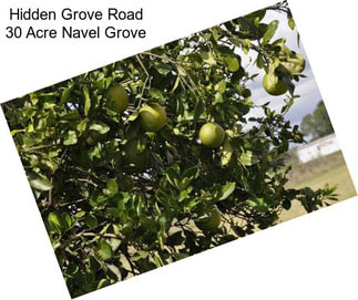 Hidden Grove Road 30 Acre Navel Grove