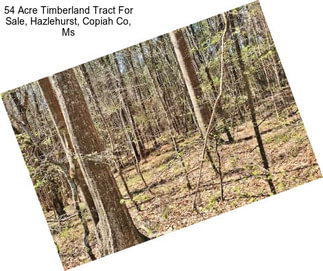 54 Acre Timberland Tract For Sale, Hazlehurst, Copiah Co, Ms