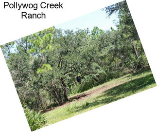 Pollywog Creek Ranch