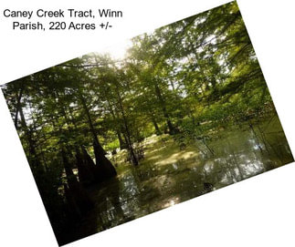 Caney Creek Tract, Winn Parish, 220 Acres +/-