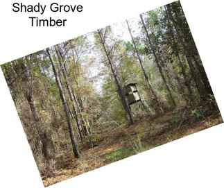 Shady Grove Timber