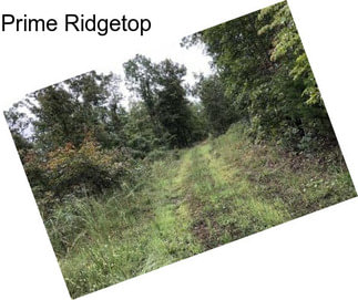 Prime Ridgetop