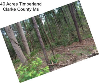 40 Acres Timberland Clarke County Ms