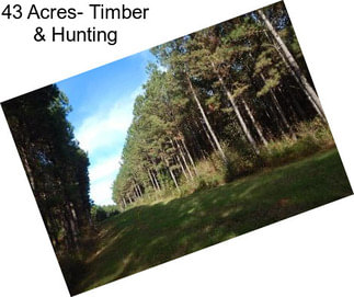 43 Acres- Timber & Hunting