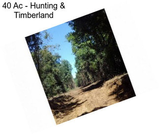 40 Ac - Hunting & Timberland