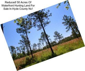 Reduced! 50 Acres Of Waterfront Hunting Land For Sale In Hyde County Nc!