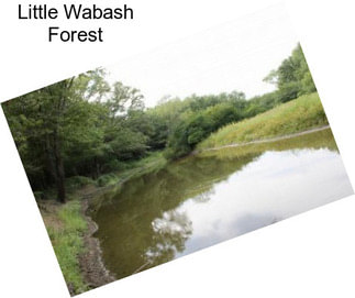 Little Wabash Forest