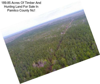 189.85 Acres Of Timber And Hunting Land For Sale In Pamlico County Nc!