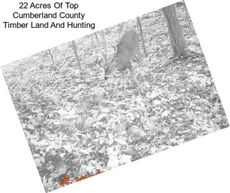 22 Acres Of Top Cumberland County Timber Land And Hunting