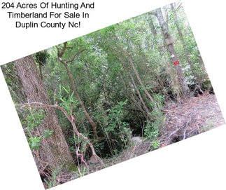 204 Acres Of Hunting And Timberland For Sale In Duplin County Nc!