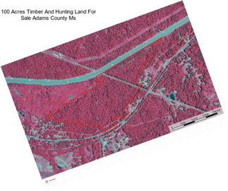 100 Acres Timber And Hunting Land For Sale Adams County Ms