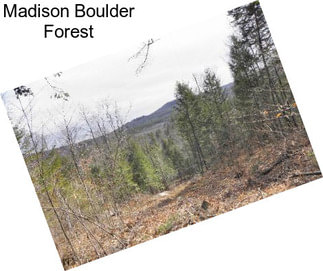 Madison Boulder Forest