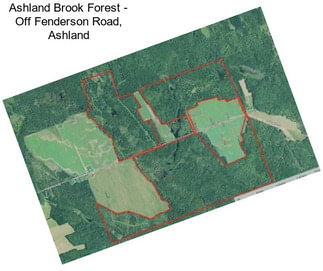 Ashland Brook Forest - Off Fenderson Road, Ashland