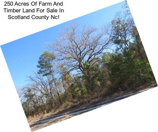 250 Acres Of Farm And Timber Land For Sale In Scotland County Nc!