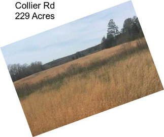 Collier Rd 229 Acres