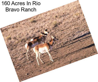 160 Acres In Rio Bravo Ranch