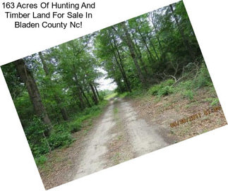 163 Acres Of Hunting And Timber Land For Sale In Bladen County Nc!