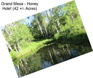 Grand Mesa - Honey Hole! (42 +/- Acres)