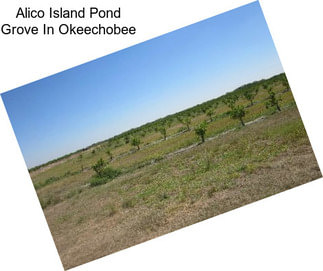 Alico Island Pond Grove In Okeechobee