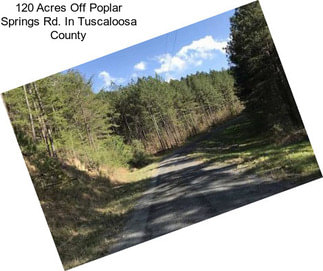 120 Acres Off Poplar Springs Rd. In Tuscaloosa County