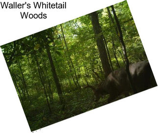 Waller\'s Whitetail Woods