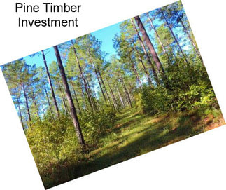 Pine Timber Investment