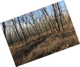 Price Dropped! 190 Acres M/l Hunting
Duck Hunters Dream!