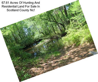 67.61 Acres Of Hunting And Residential Land For Sale In Scotland County Nc!