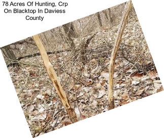 78 Acres Of Hunting, Crp On Blacktop In Daviess County