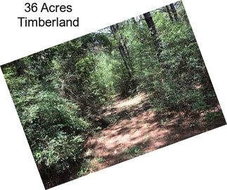 36 Acres Timberland