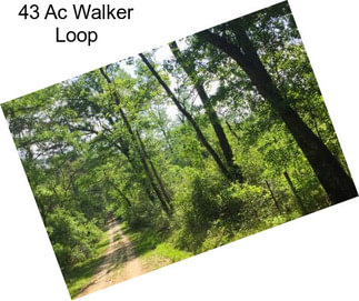 43 Ac Walker Loop