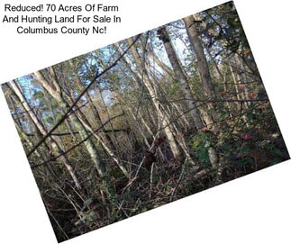 Reduced! 70 Acres Of Farm And Hunting Land For Sale In Columbus County Nc!