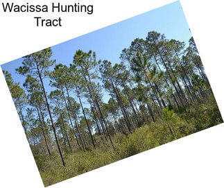 Wacissa Hunting Tract