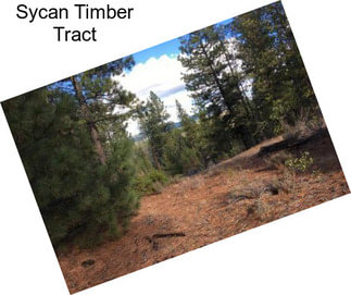 Sycan Timber Tract