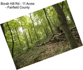 Borah Hill Rd - 11 Acres - Fairfield County