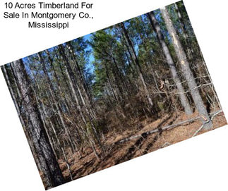 10 Acres Timberland For Sale In Montgomery Co., Mississippi