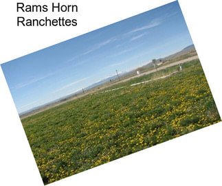 Rams Horn Ranchettes