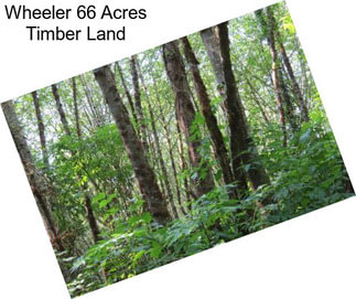 Wheeler 66 Acres Timber Land