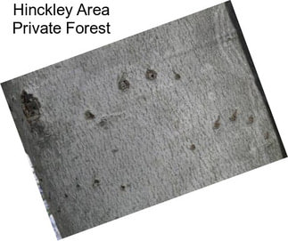 Hinckley Area Private Forest