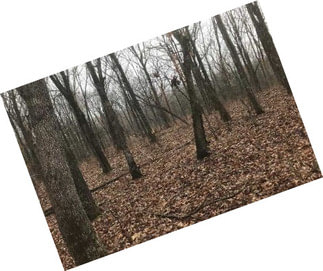 5+/- Acres Stockton, Mo.
Great Hunting Property Or Home Building Site!!